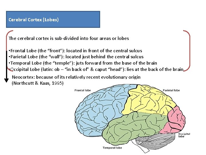 Cerebral Cortex (Lobes) The cerebral cortex is sub-divided into four areas or lobes •