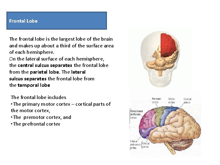 Frontal Lobe The frontal lobe is the largest lobe of the brain and makes