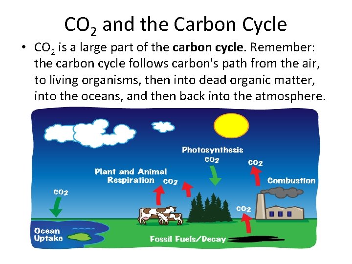 CO 2 and the Carbon Cycle • CO 2 is a large part of