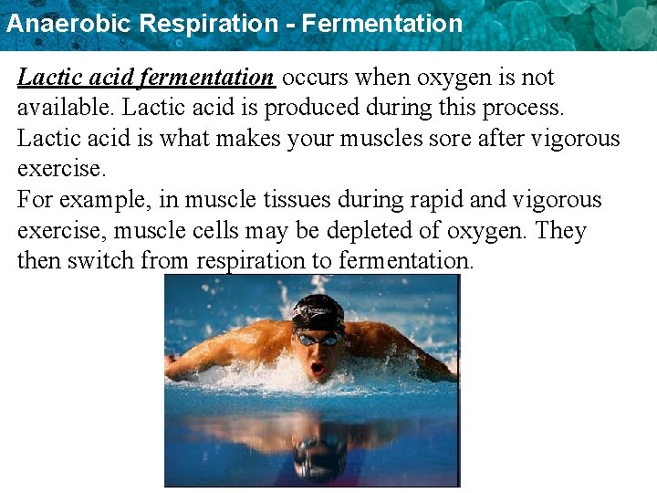 Anaerobic Respiration - Fermentation Lactic acid fermentation occurs when oxygen is not available. Lactic