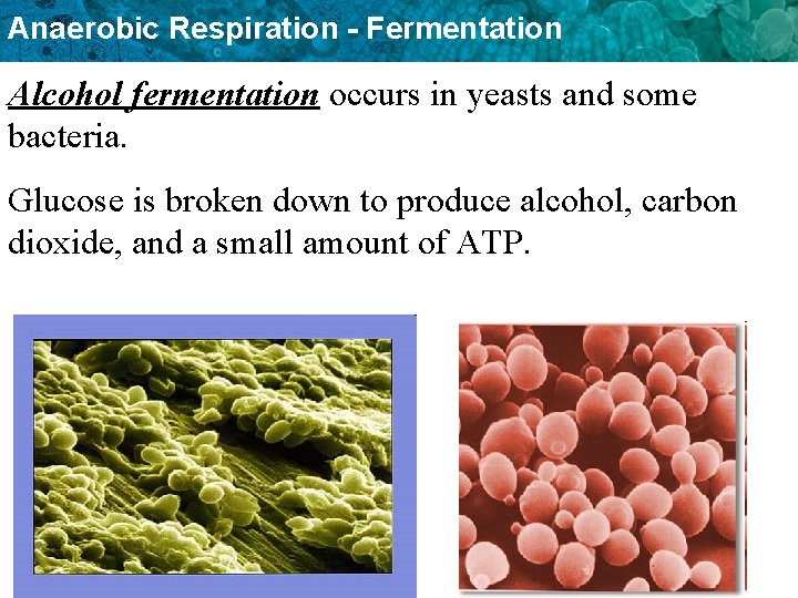Anaerobic Respiration - Fermentation Alcohol fermentation occurs in yeasts and some bacteria. Glucose is