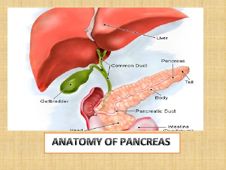 ANATOMY OF PANCREAS 