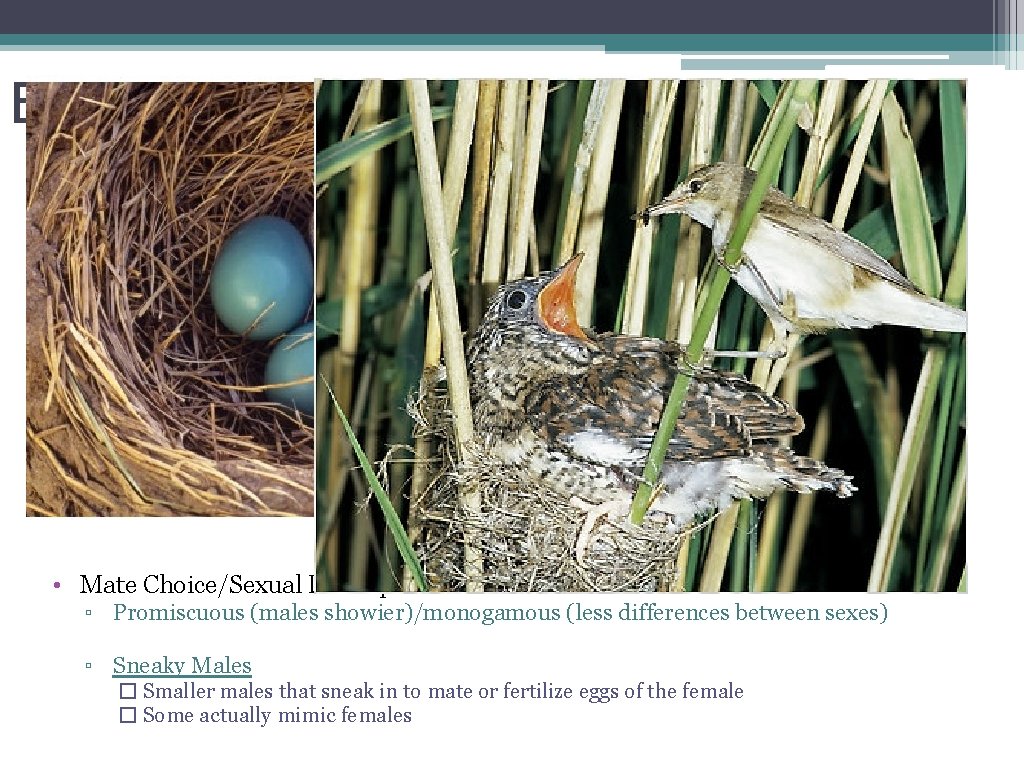 Evolution-Behavior Connections • Parental Care ▫ Maximize reproductive success by caring for offspring ▫