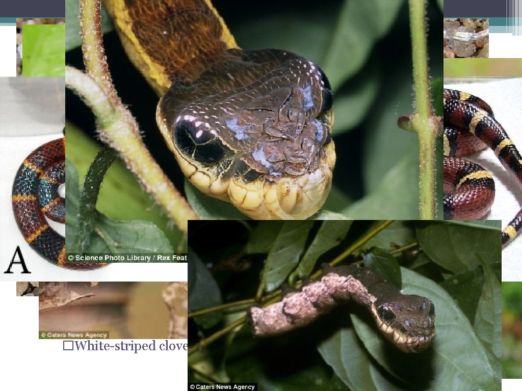  • Foraging Behavior ▫ Natural selection favors behaviors that enhance efficiency of feeding