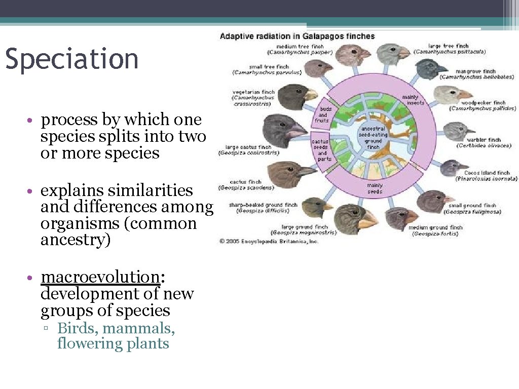 Speciation • process by which one species splits into two or more species •