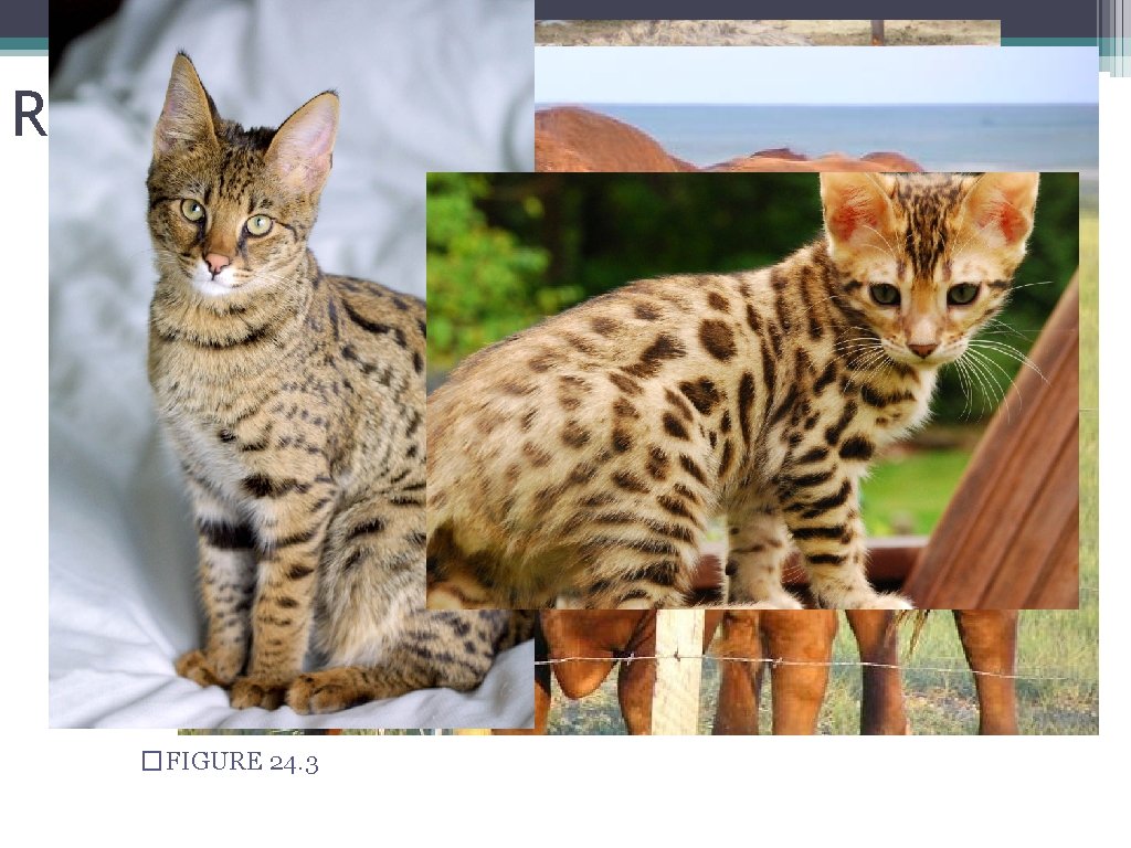 Reproductive Isolation • existence of biological factors (barriers) that impede members of two species