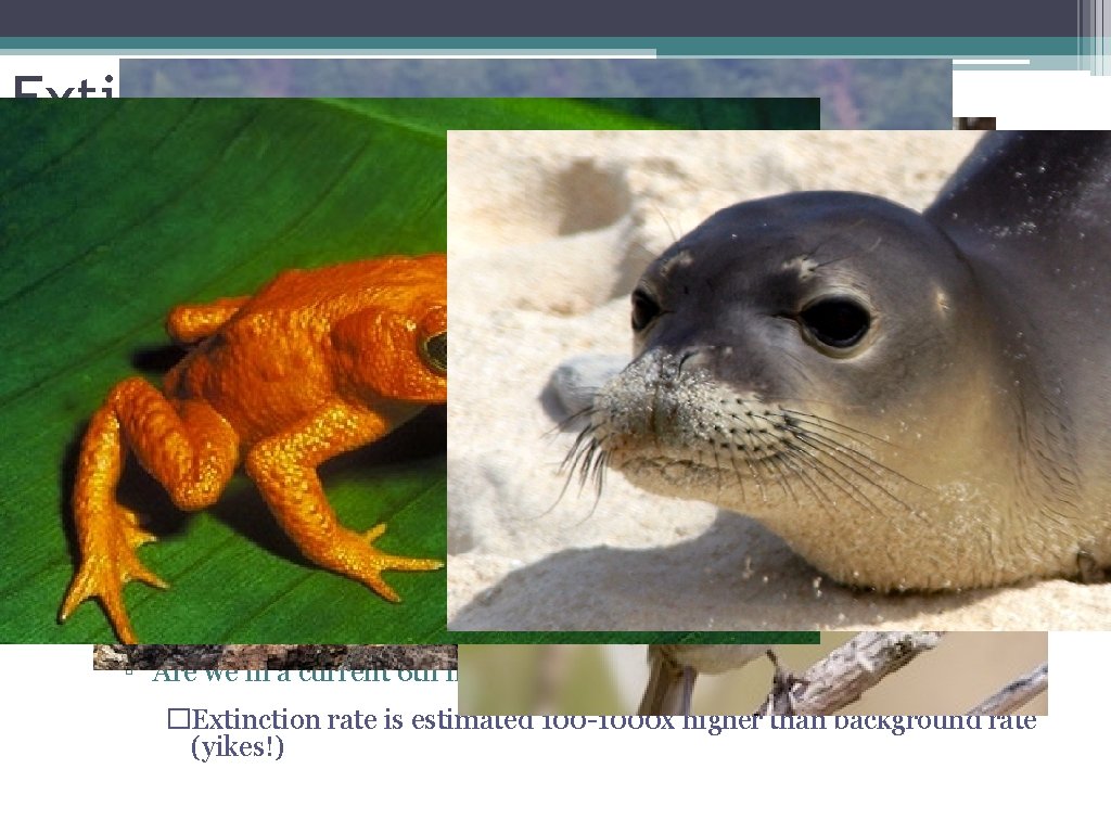 Extinction • Majority of organisms that ever lived are now extinct • 5 historical