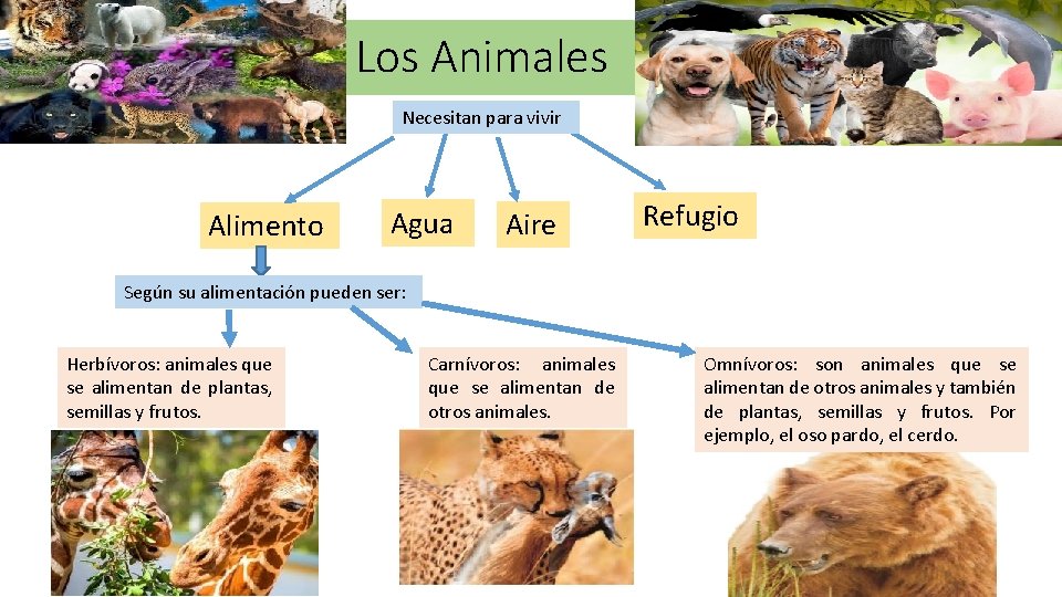 Los Animales Necesitan para vivir Alimento Agua Aire Refugio Según su alimentación pueden ser: