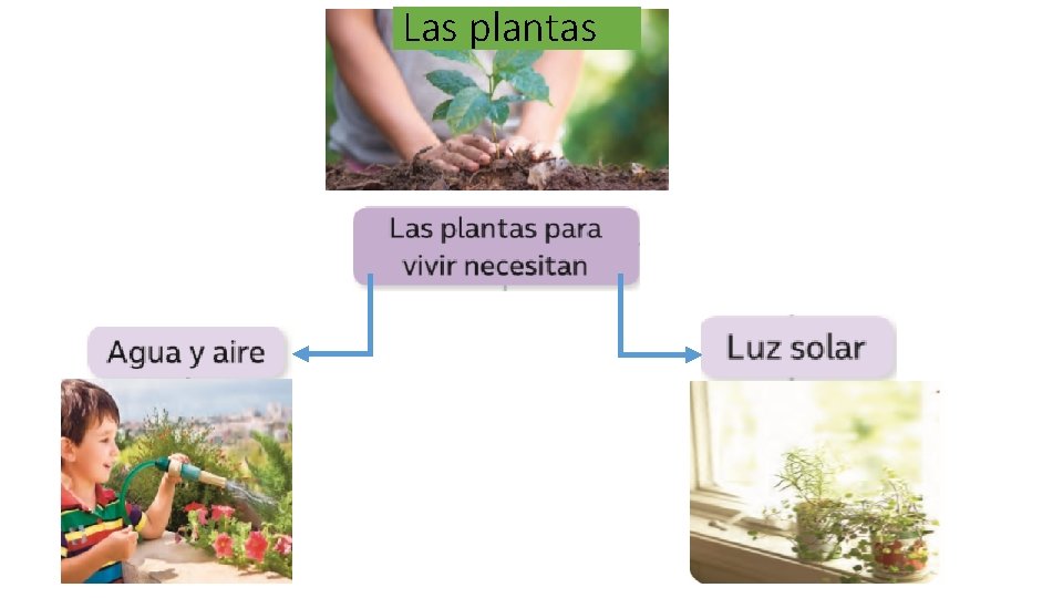 Las plantas 