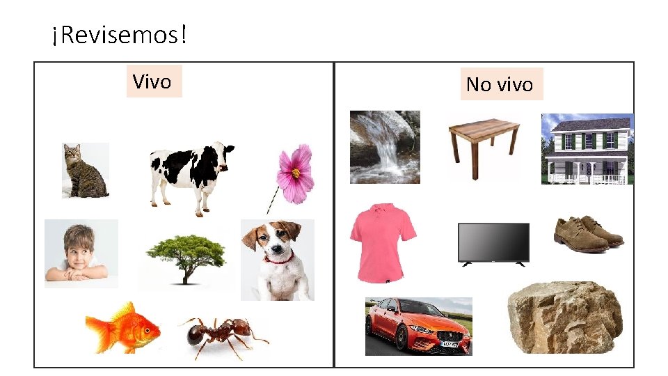 ¡Revisemos! Vivo No vivo 