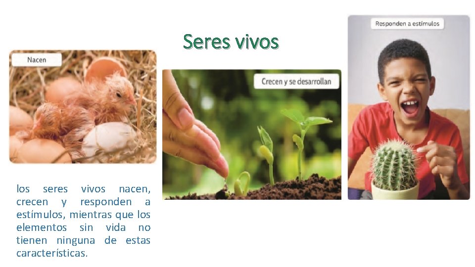 Seres vivos los seres vivos nacen, crecen y responden a estímulos, mientras que los