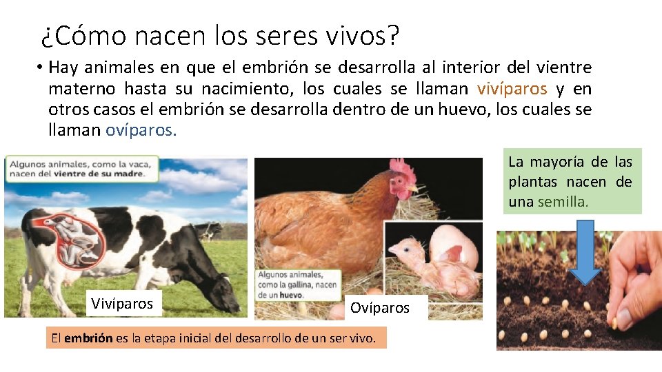 ¿Cómo nacen los seres vivos? • Hay animales en que el embrión se desarrolla