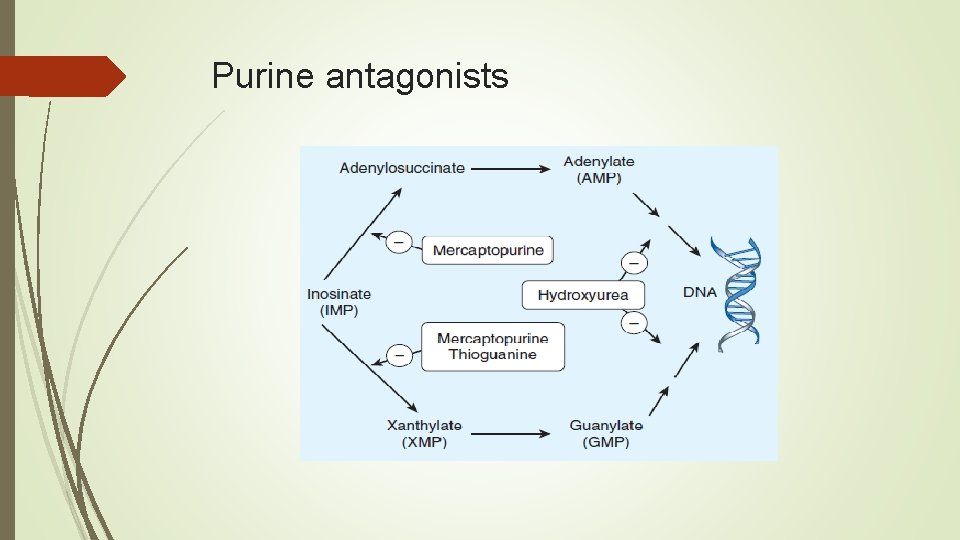 Purine antagonists 