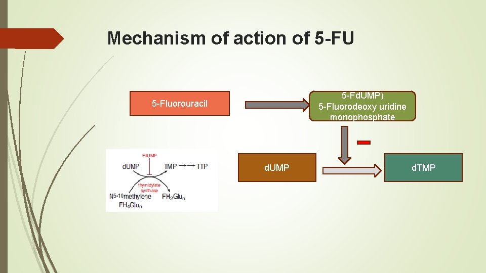Mechanism of action of 5 -FU 5 -Fd. UMP) 5 -Fluorodeoxy uridine monophosphate 5