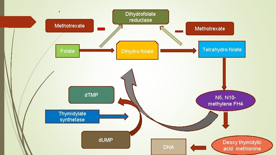 . Dihydrofolate reductase Methotrexate Folate Tetrahydro-folate Dihydro-folate d. TMP N 5, N 10 methylene
