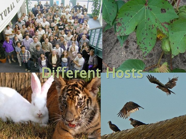 Different Hosts Different Hosts