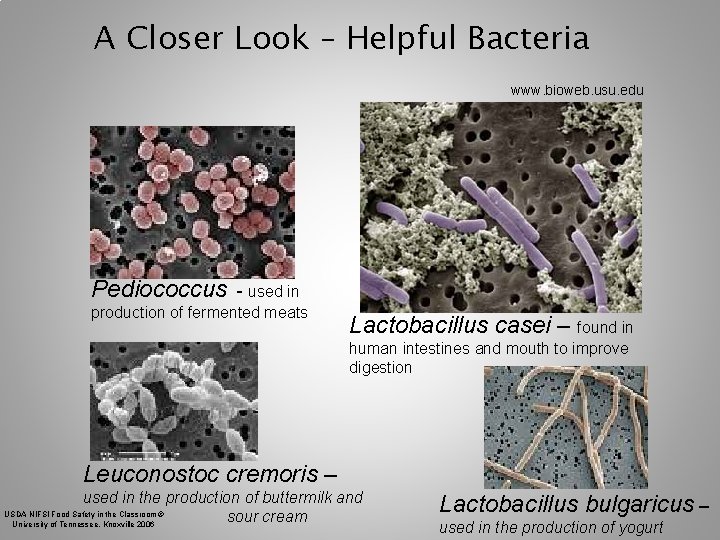 A Closer Look – Helpful Bacteria www. bioweb. usu. edu Pediococcus - used in A Closer Look – Helpful Bacteria www. bioweb. usu. edu Pediococcus - used in