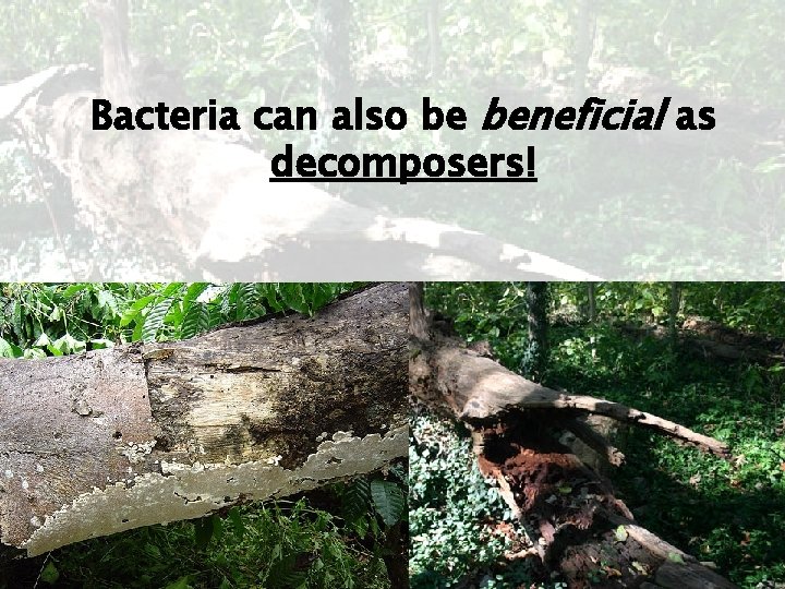 Bacteria can also be beneficial as decomposers! Bacteria can also be beneficial as decomposers!