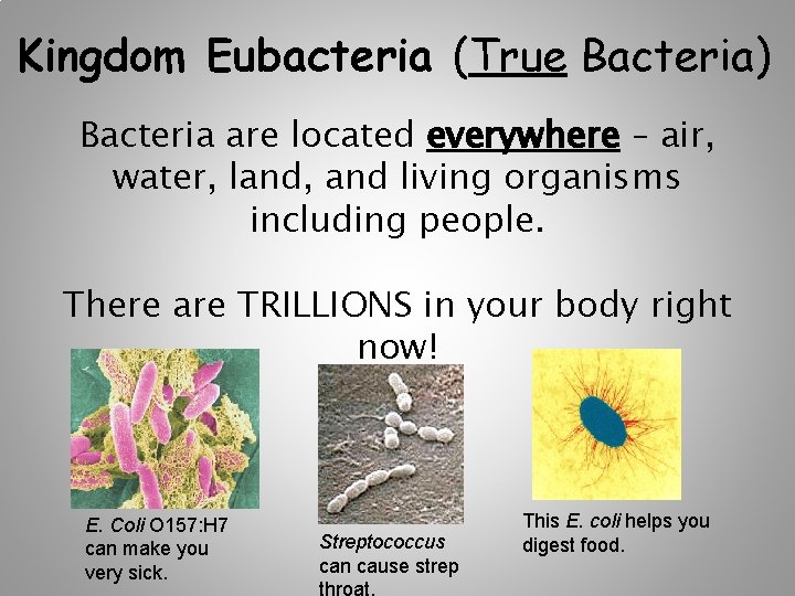 Kingdom Eubacteria (True Bacteria) Bacteria are located everywhere – air, water, land, and living Kingdom Eubacteria (True Bacteria) Bacteria are located everywhere – air, water, land, and living