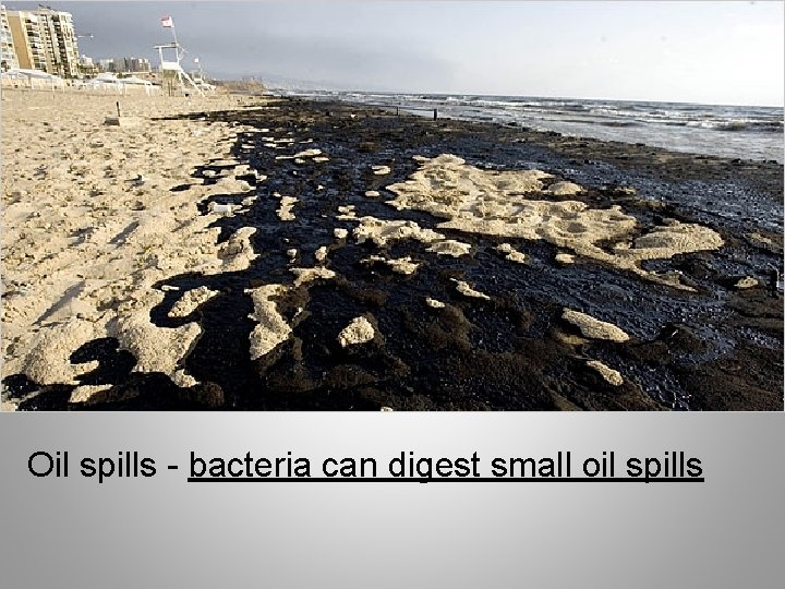 Oil spills - bacteria can digest small oil spills Oil spills - bacteria can digest small oil spills