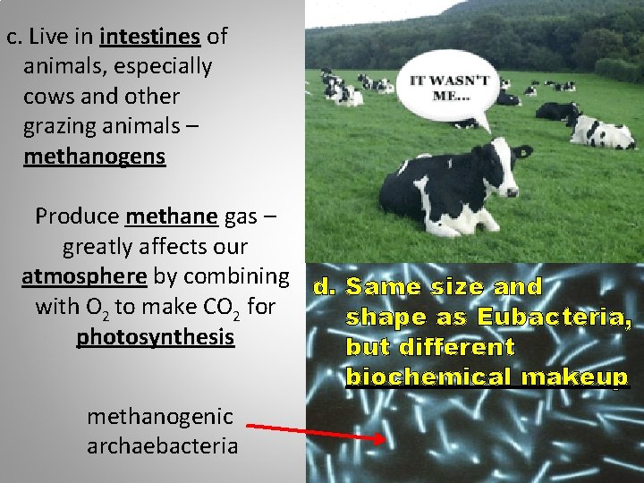 c. Live in intestines of animals, especially cows and other grazing animals – methanogens c. Live in intestines of animals, especially cows and other grazing animals – methanogens