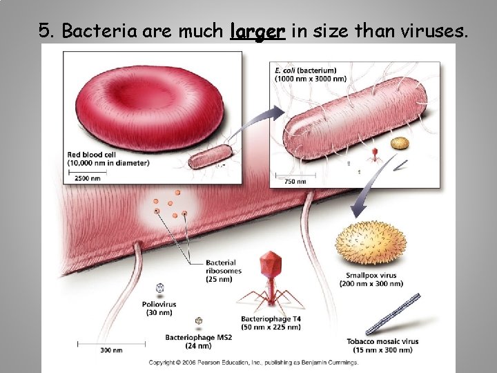 5. Bacteria are much larger in size than viruses. 5. Bacteria are much larger in size than viruses.