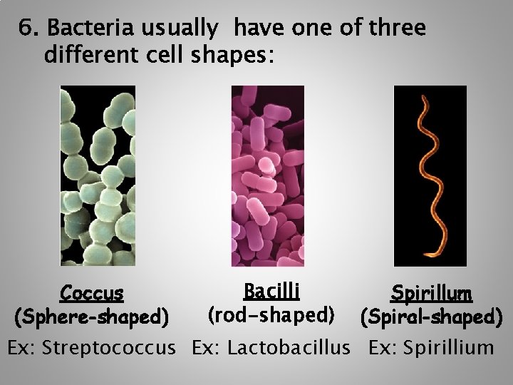 6. Bacteria usually have one of three different cell shapes: Coccus (Sphere-shaped) Bacilli (rod-shaped) 6. Bacteria usually have one of three different cell shapes: Coccus (Sphere-shaped) Bacilli (rod-shaped)