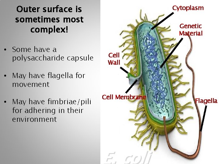 Outer surface is sometimes most complex! • Some have a polysaccharide capsule Cytoplasm Genetic Outer surface is sometimes most complex! • Some have a polysaccharide capsule Cytoplasm Genetic