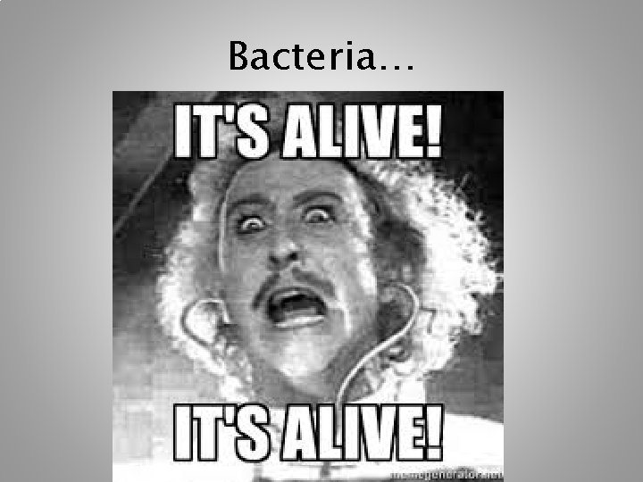 Bacteria… Bacteria…