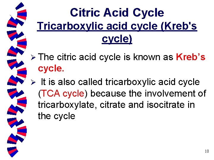 Citric Acid Cycle Tricarboxylic acid cycle (Kreb's cycle) Ø The citric acid cycle is