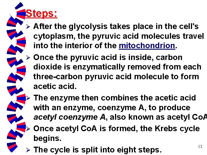 Steps: Ø Ø Ø After the glycolysis takes place in the cell's cytoplasm, the