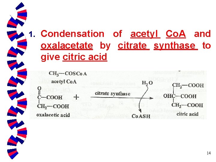 1. Condensation of acetyl Co. A and oxalacetate by citrate synthase to give citric