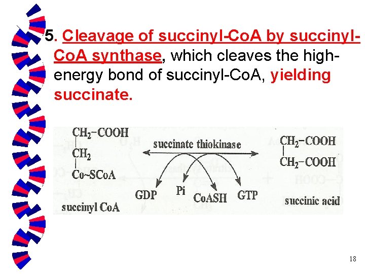 5. Cleavage of succinyl-Co. A by succinyl. Co. A synthase, which cleaves the highenergy