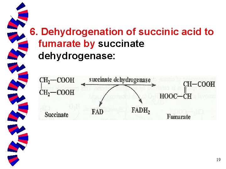 6. Dehydrogenation of succinic acid to fumarate by succinate dehydrogenase: 19 