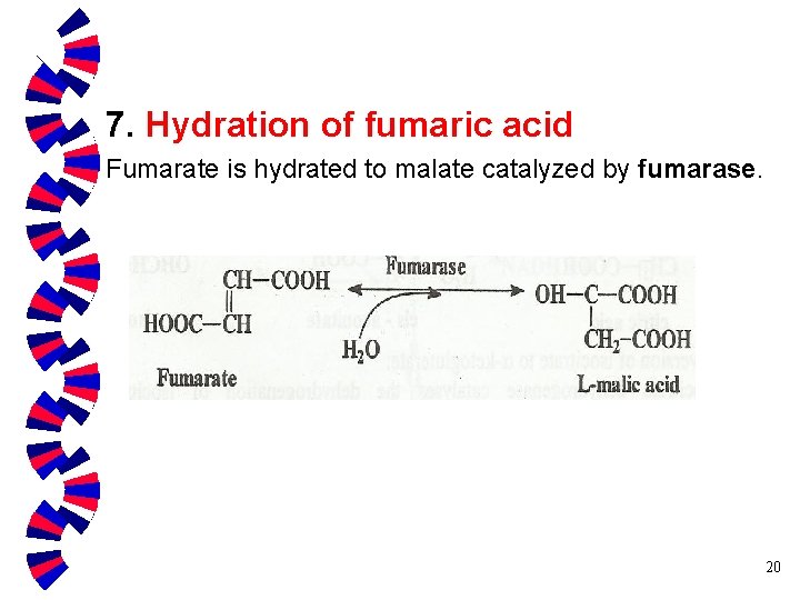 7. Hydration of fumaric acid Fumarate is hydrated to malate catalyzed by fumarase. 20