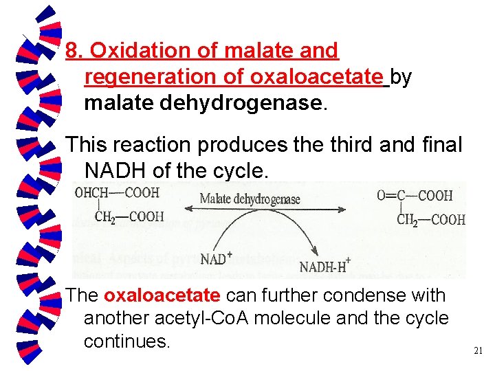 8. Oxidation of malate and regeneration of oxaloacetate by malate dehydrogenase. This reaction produces