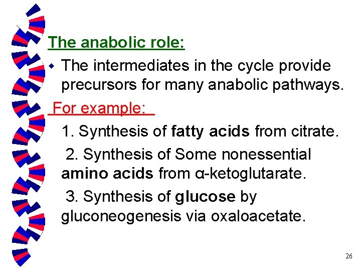 The anabolic role: w The intermediates in the cycle provide precursors for many anabolic