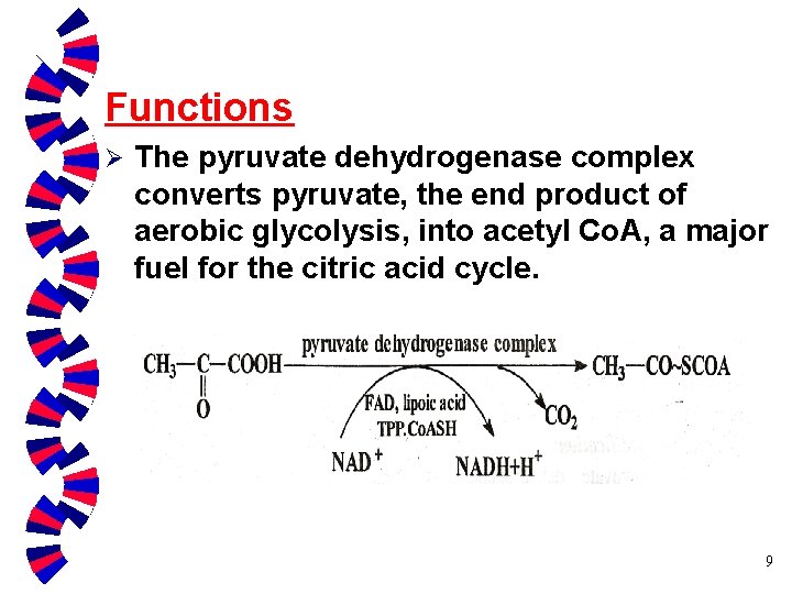 Functions Ø The pyruvate dehydrogenase complex converts pyruvate, the end product of aerobic glycolysis,