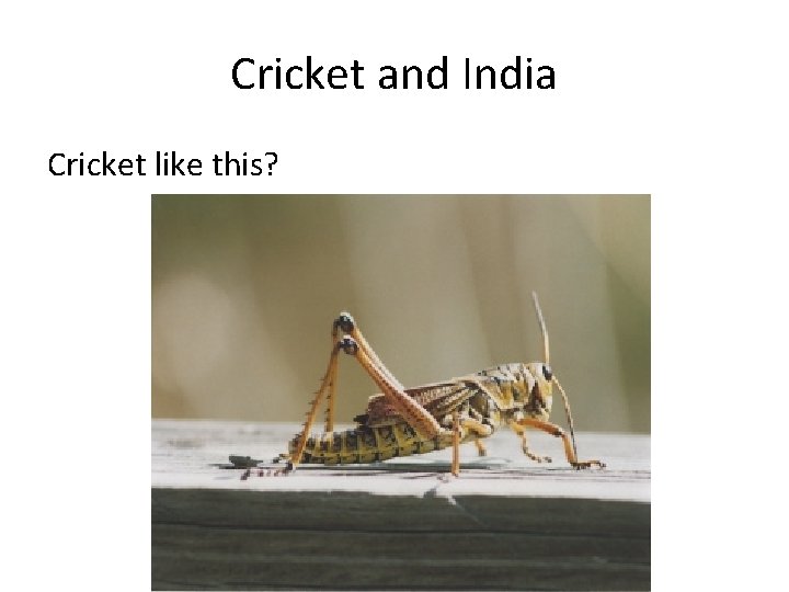 Cricket and India Cricket like this? 