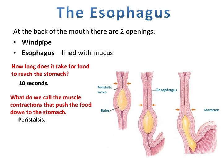 At the back of the mouth there are 2 openings: • Windpipe • Esophagus