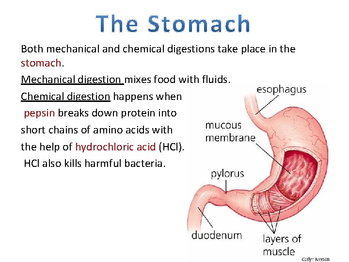 Both mechanical and chemical digestions take place in the stomach. Mechanical digestion mixes food