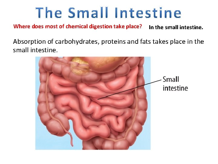 Where does most of chemical digestion take place? In the small intestine. Absorption of