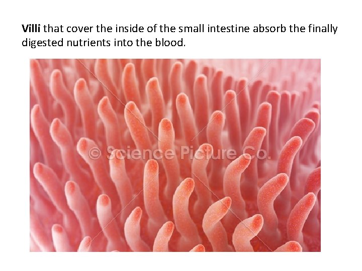 Villi that cover the inside of the small intestine absorb the finally digested nutrients