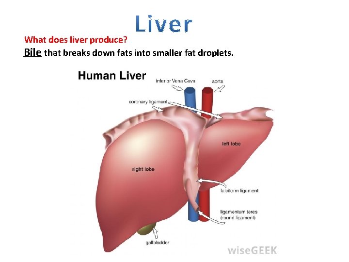 What does liver produce? Bile that breaks down fats into smaller fat droplets. 