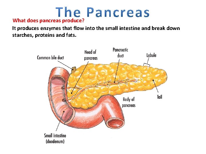 What does pancreas produce? It produces enzymes that flow into the small intestine and