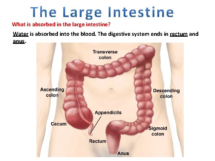 What is absorbed in the large intestine? Water is absorbed into the blood. The