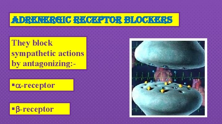 adrenergic receptor blockers They block sympathetic actions by antagonizing: - § -receptor §β-receptor 