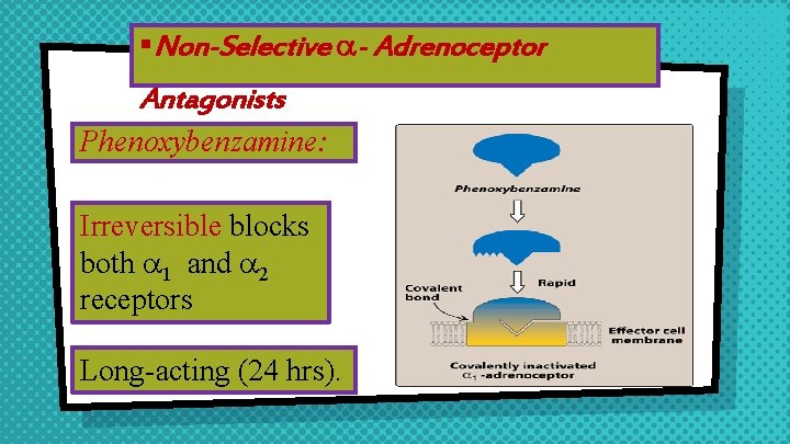 §Non-Selective - Adrenoceptor Antagonists Phenoxybenzamine: Irreversible blocks both 1 and 2 receptors Long-acting (24