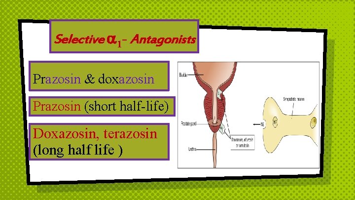 Selective 1 - Antagonists Prazosin & doxazosin Prazosin (short half-life) Doxazosin, terazosin (long half