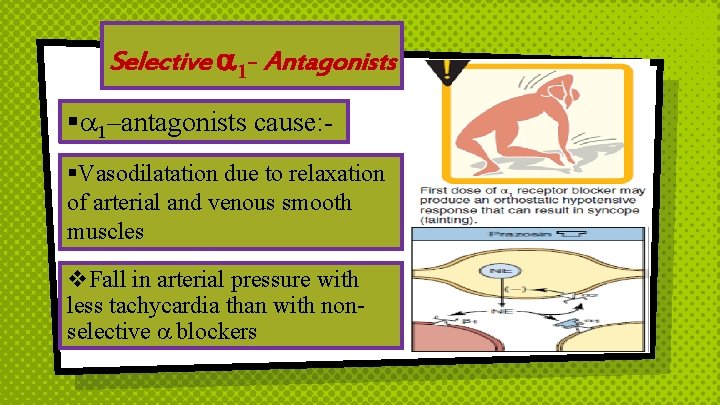 Selective 1 - Antagonists § 1–antagonists cause: §Vasodilatation due to relaxation of arterial and